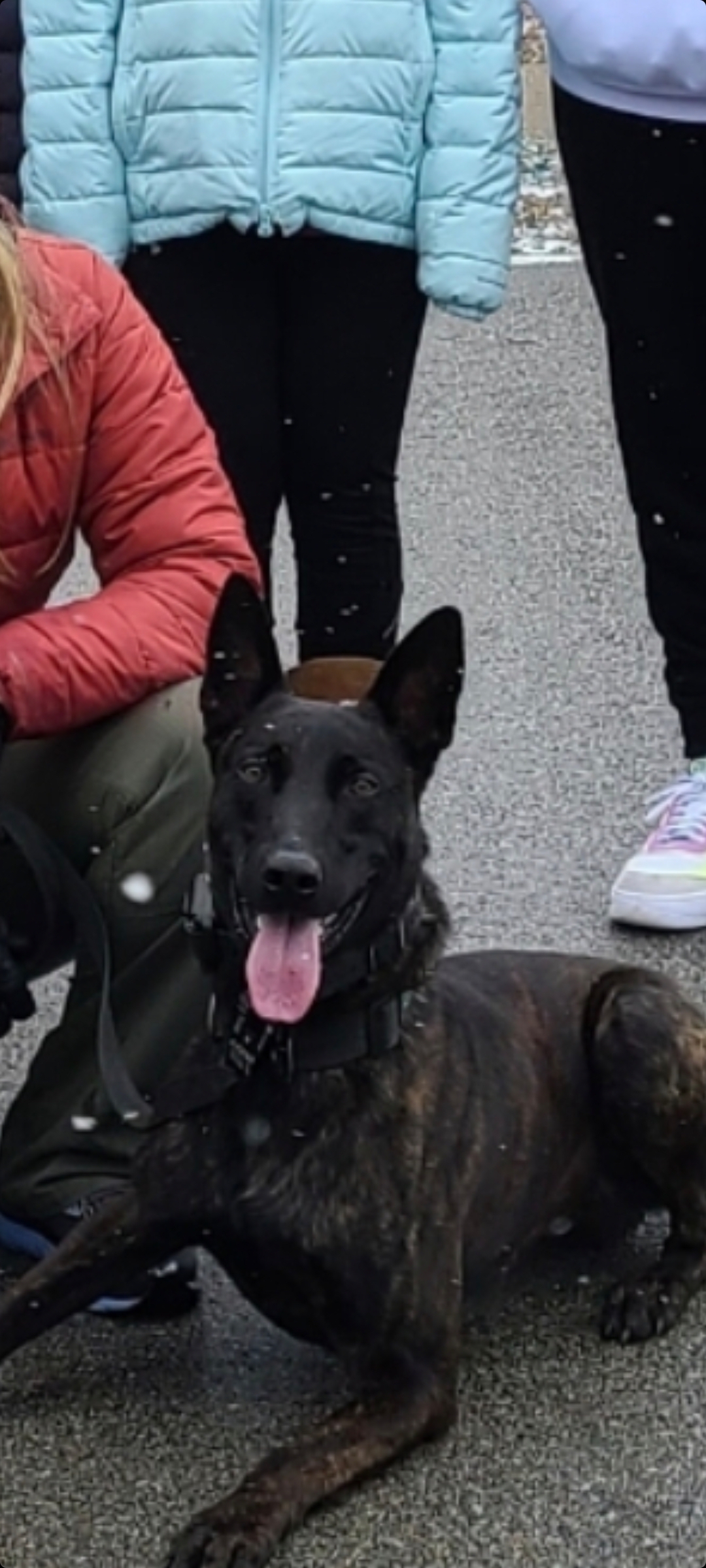 K9 Bravo